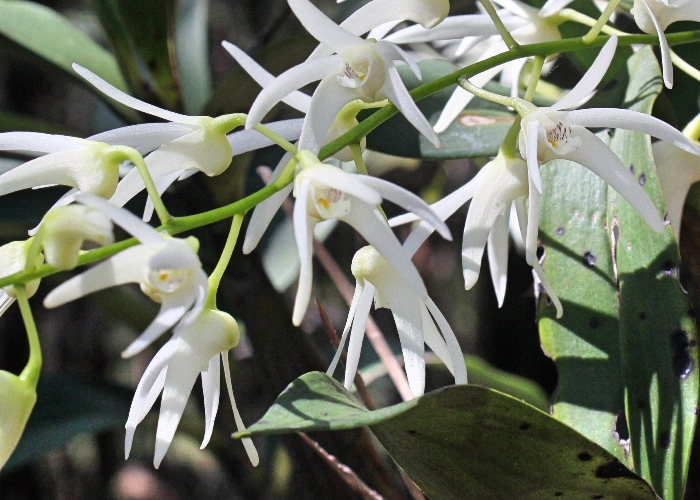 North Queensland Plants Orchidaceae